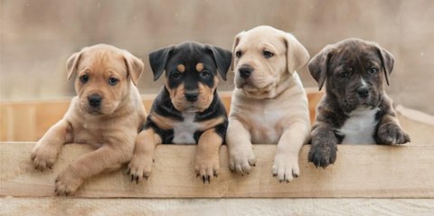 Ręcznik plażowy 70x140 Słodkie szczeniaczki piesek pies Dog psy bawełniany 4447 Ręcznik plażowy 70x140 Słodkie szczeniaczki piesek pies Dog psy bawełniany 4447